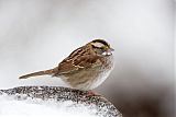 White-throated Sparrow